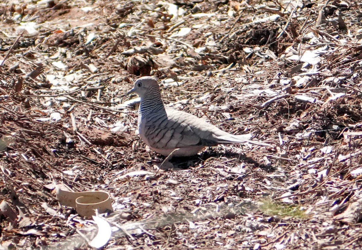 Peaceful Dove - ML620295026