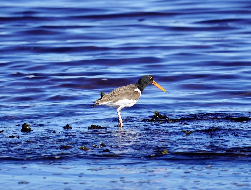 American Oystercatcher - ML620295027