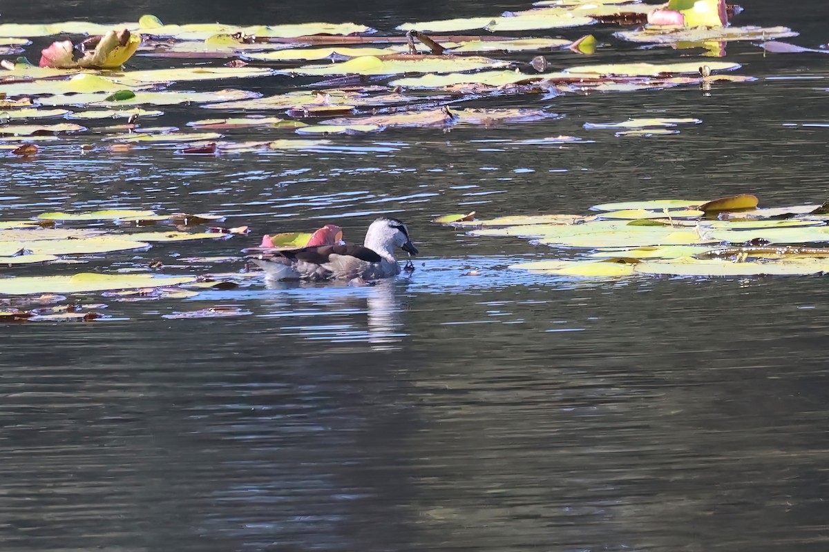 Cotton Pygmy-Goose - ML620295028