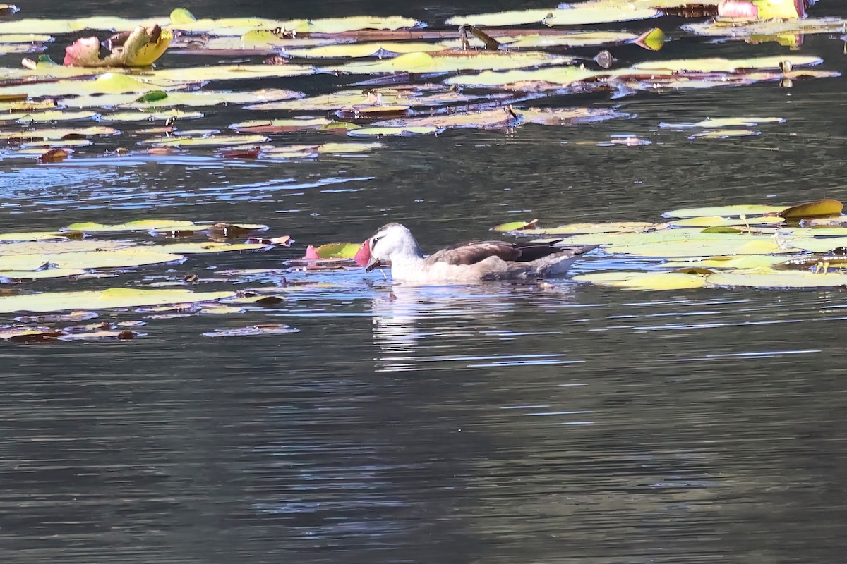 Cotton Pygmy-Goose - ML620295029