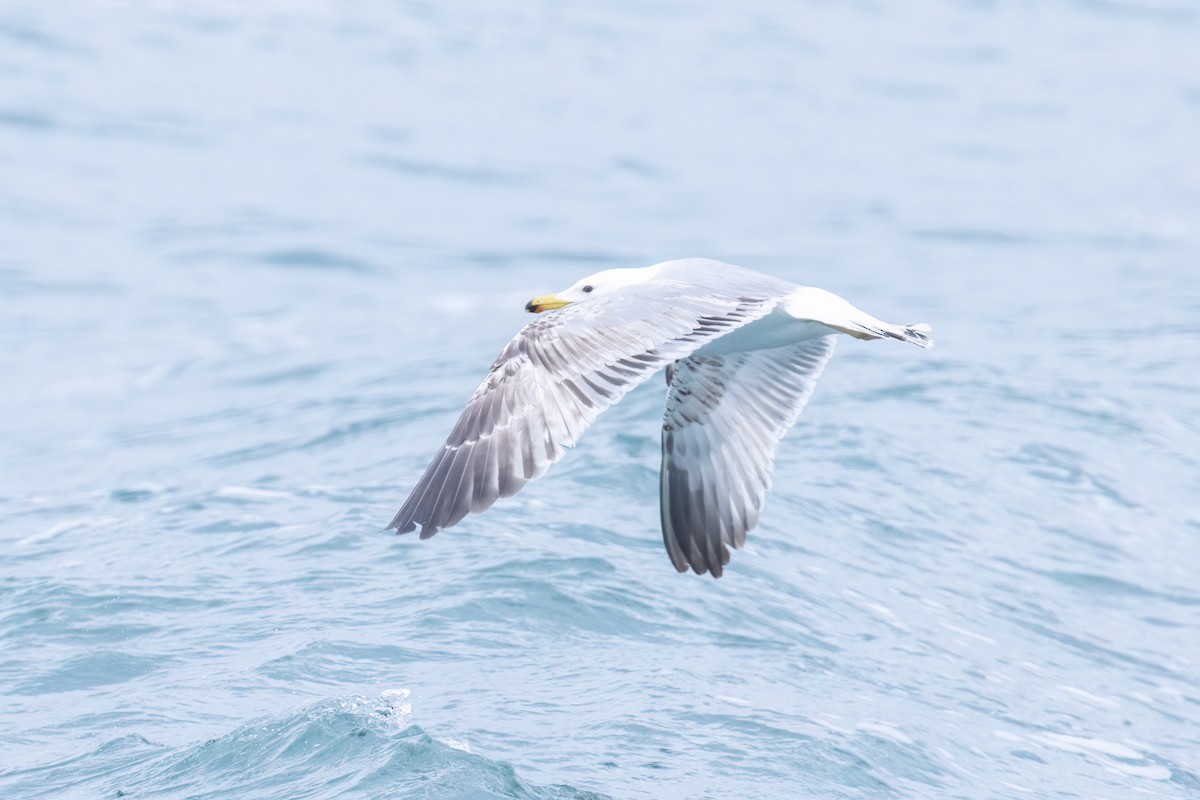 Yellow-legged Gull - ML620295034