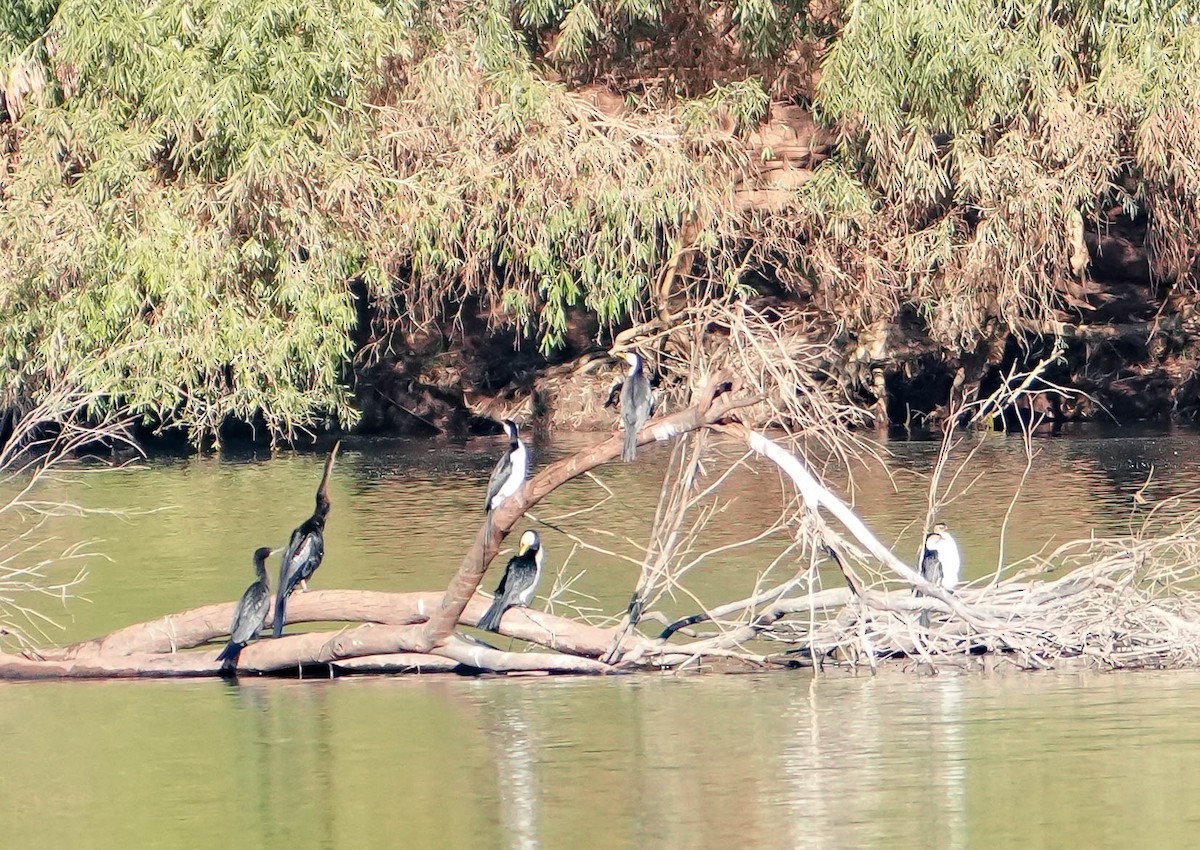 Little Pied Cormorant - ML620295035