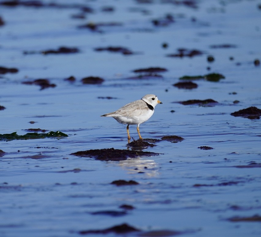 Piping Plover - ML620295036