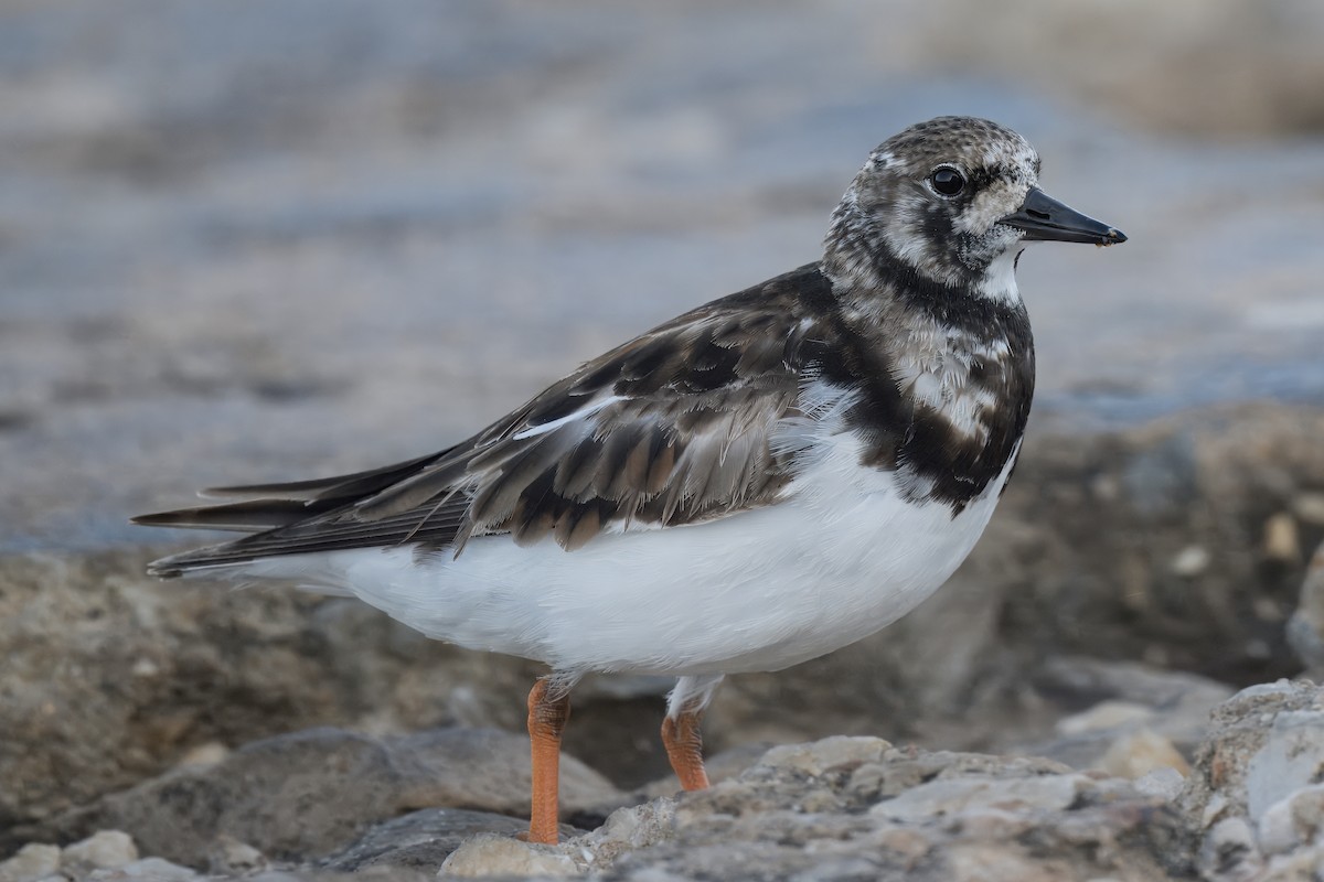 Ruddy Turnstone - ML620295043