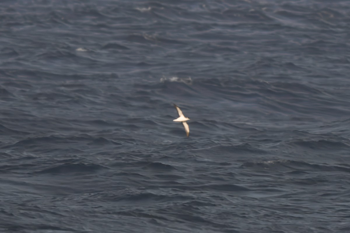 Manx Shearwater - ML620295044