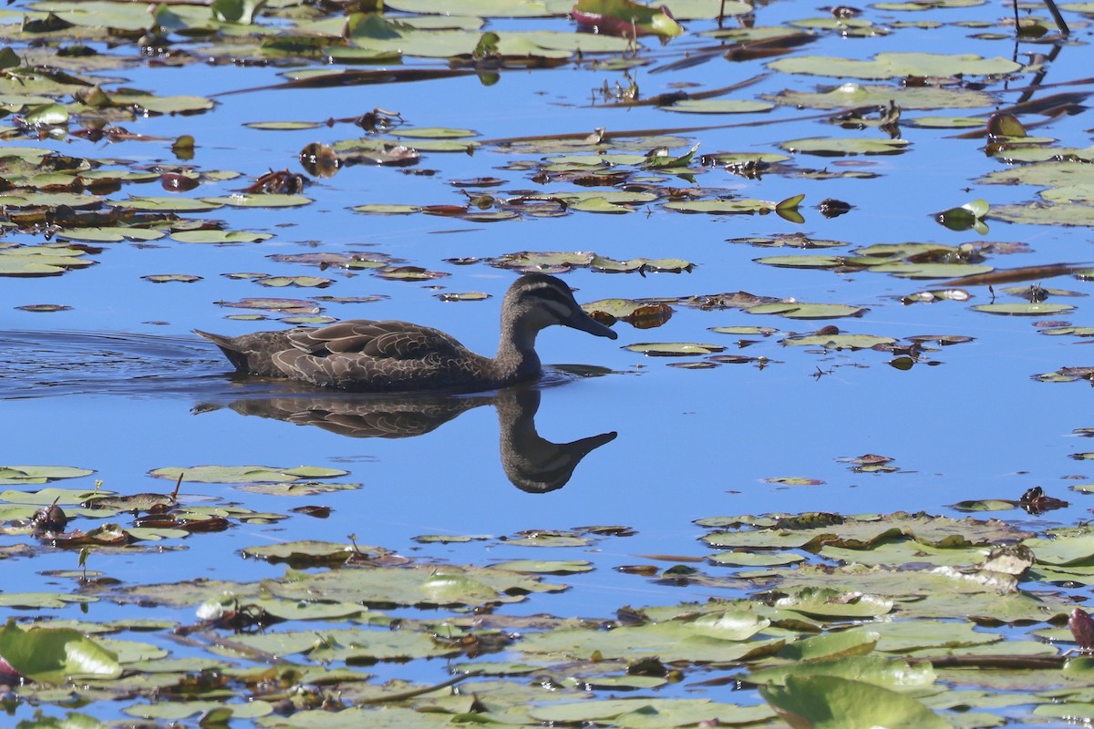 Pacific Black Duck - ML620295045