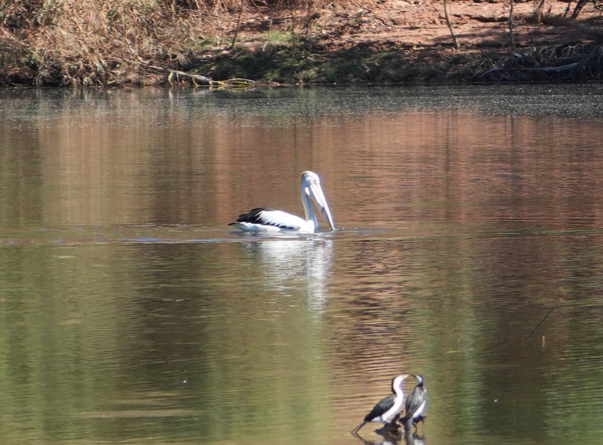 Australian Pelican - ML620295046