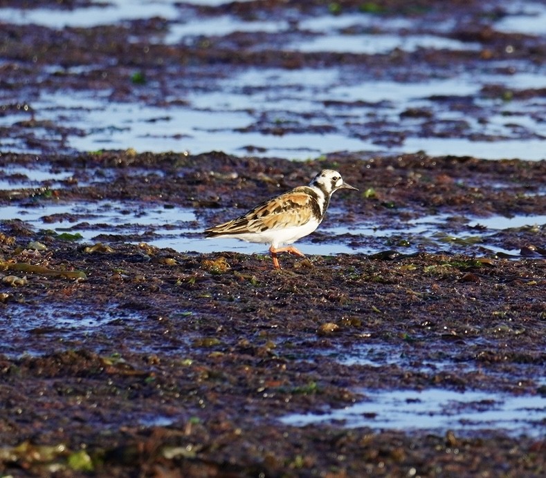 Ruddy Turnstone - ML620295047