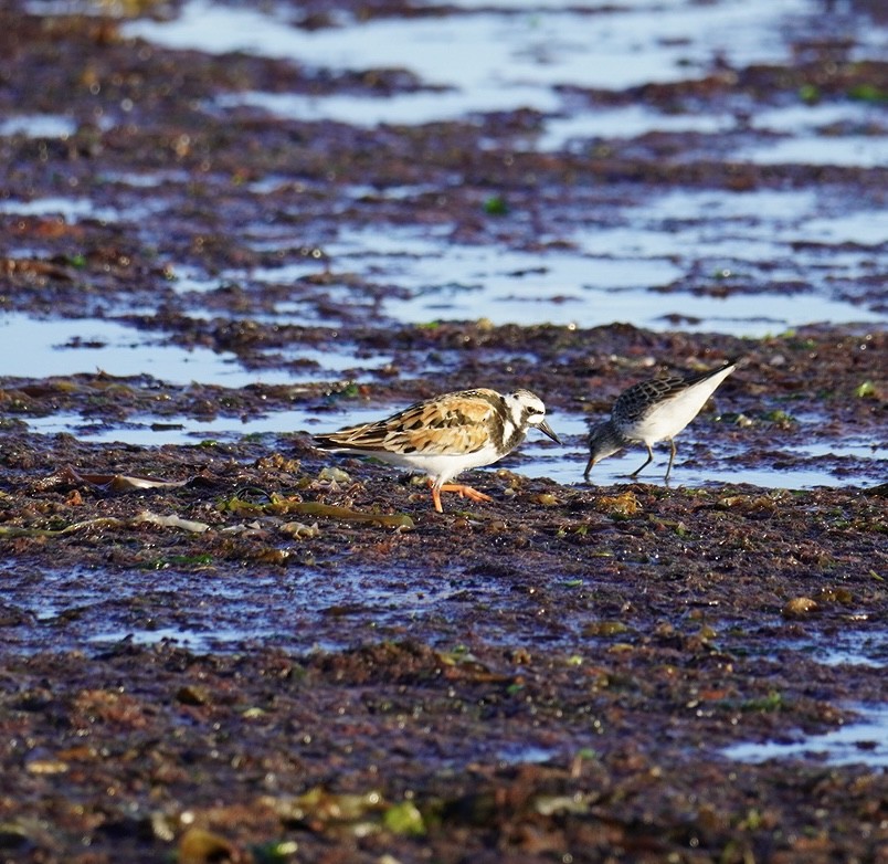 Ruddy Turnstone - ML620295048