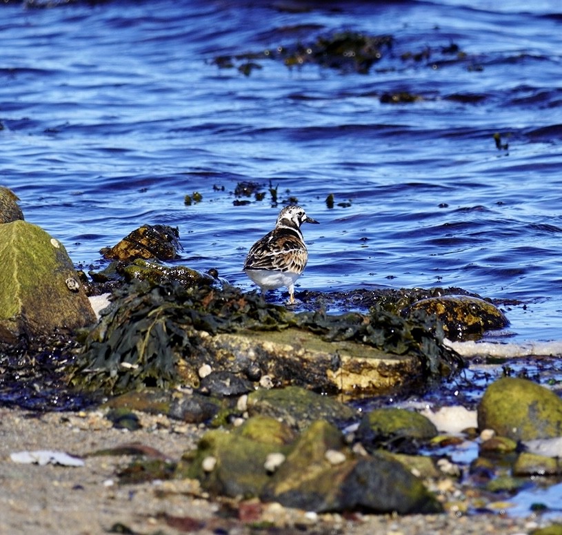 Ruddy Turnstone - ML620295052