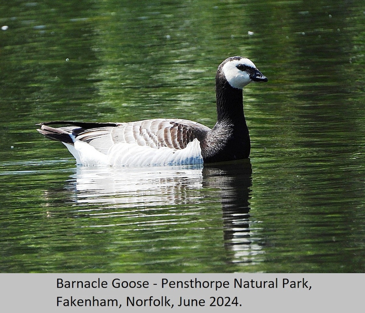 Barnacle Goose - ML620295057