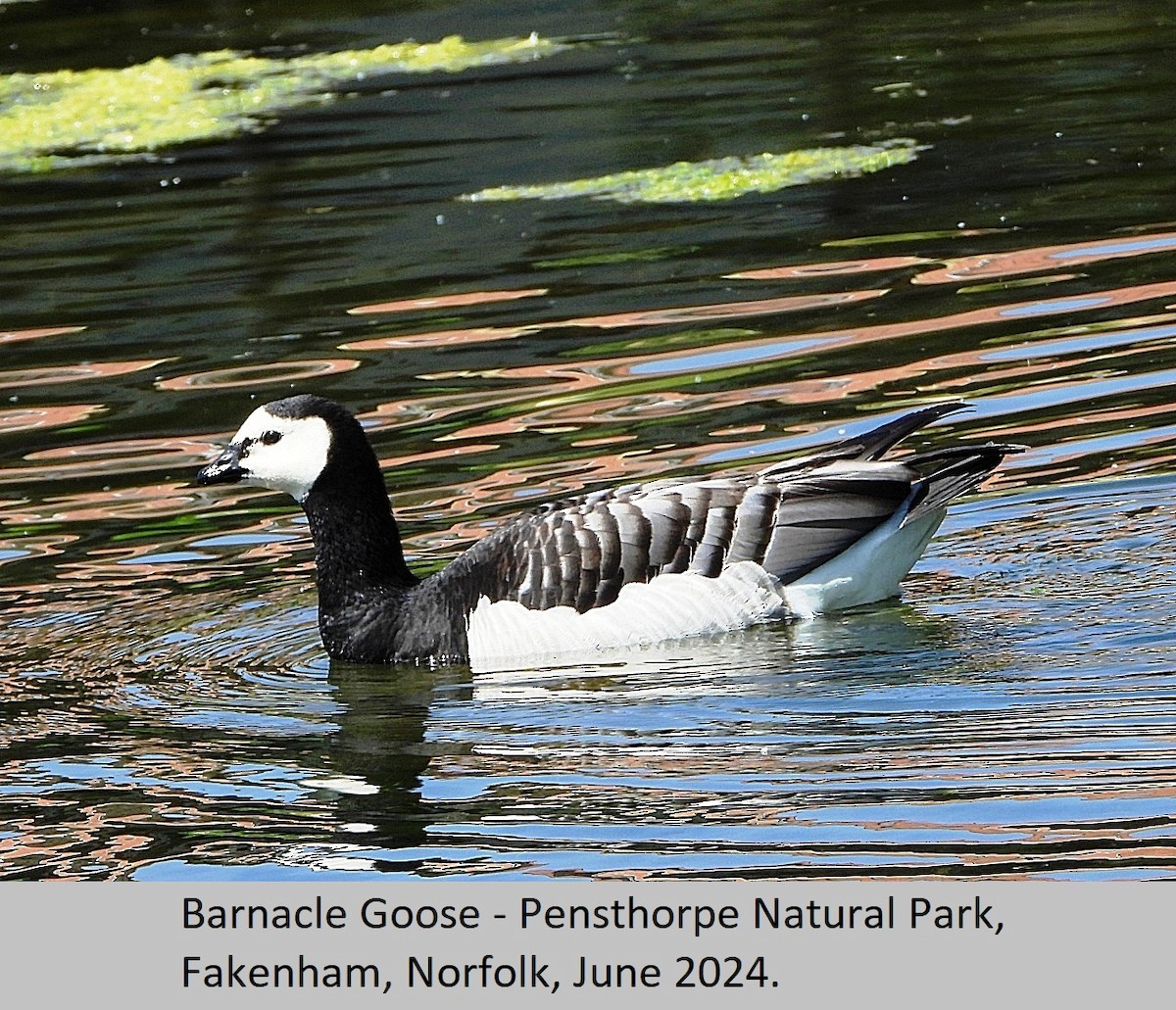 Barnacle Goose - ML620295060