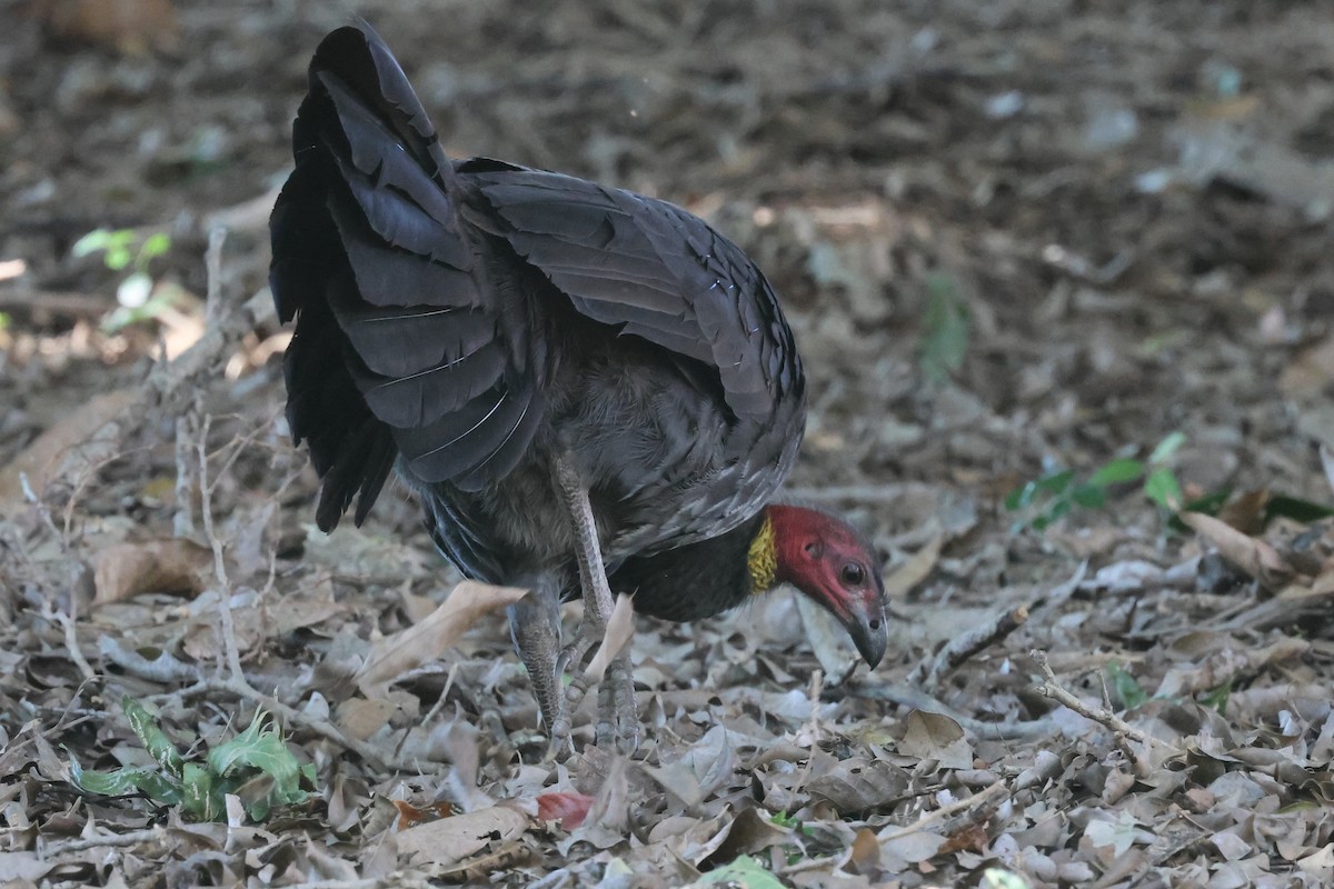 Talégalo Cabecirrojo - ML620295061