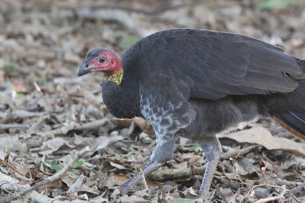 Talégalo Cabecirrojo - ML620295063