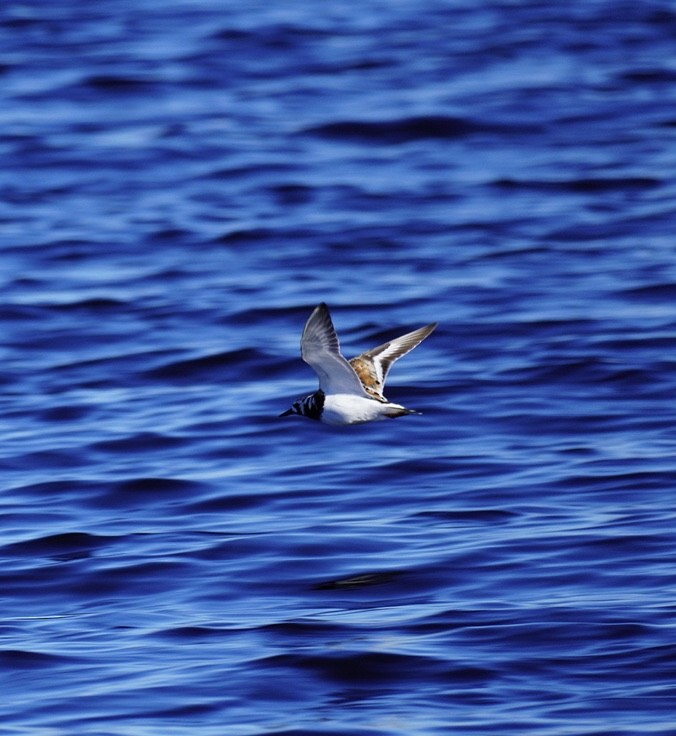 Ruddy Turnstone - ML620295064