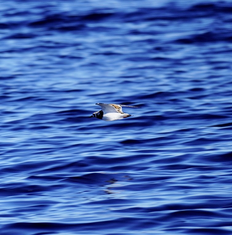 Ruddy Turnstone - ML620295065