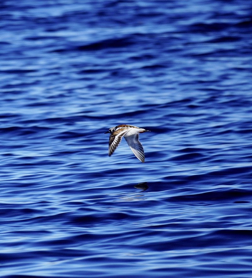 Ruddy Turnstone - ML620295066