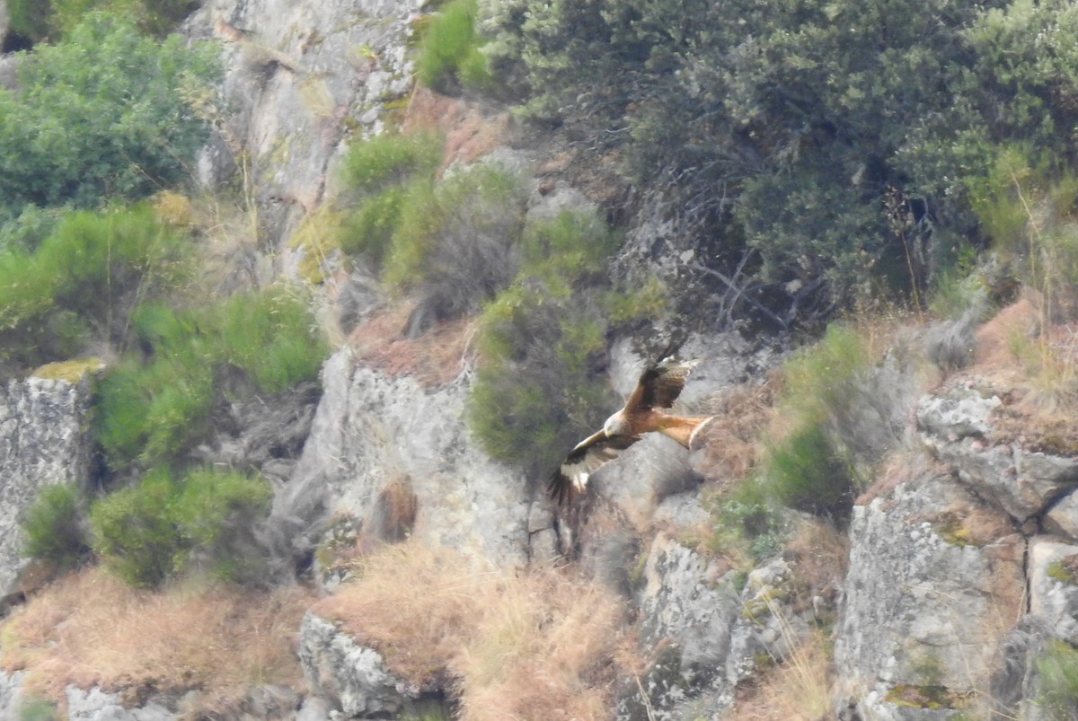 Red Kite - ML620295067