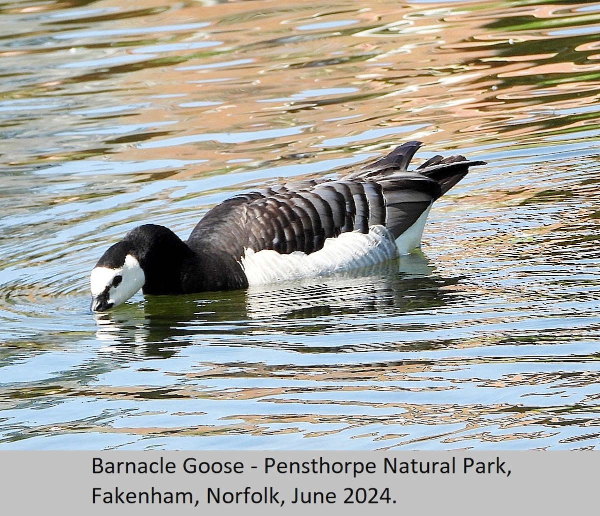 Barnacle Goose - ML620295068