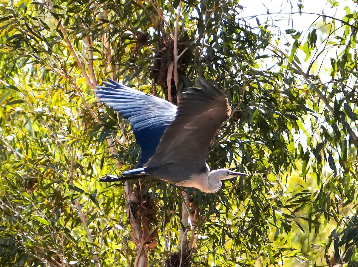 Garza Cuelliblanca - ML620295069