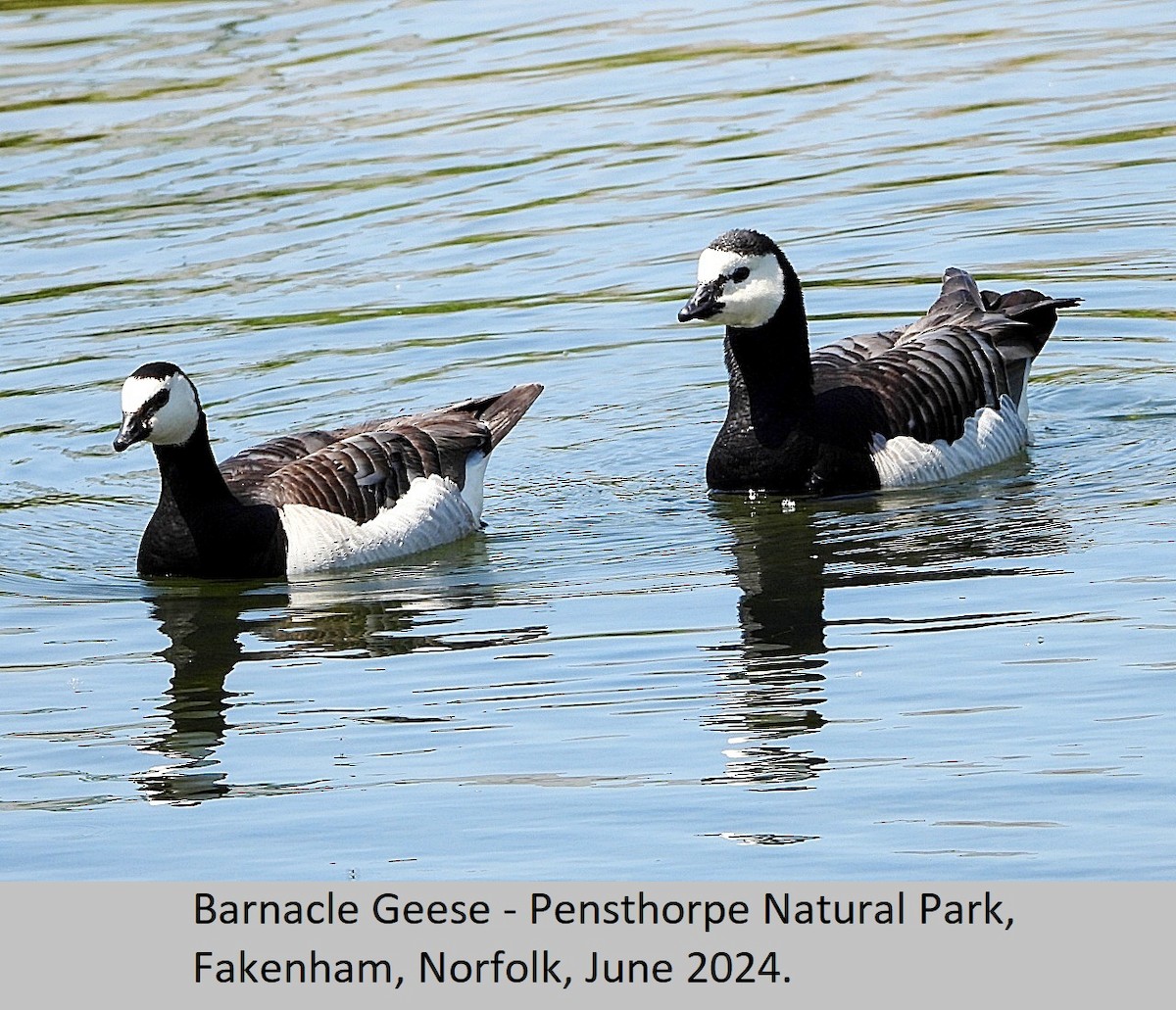 Barnacle Goose - ML620295070