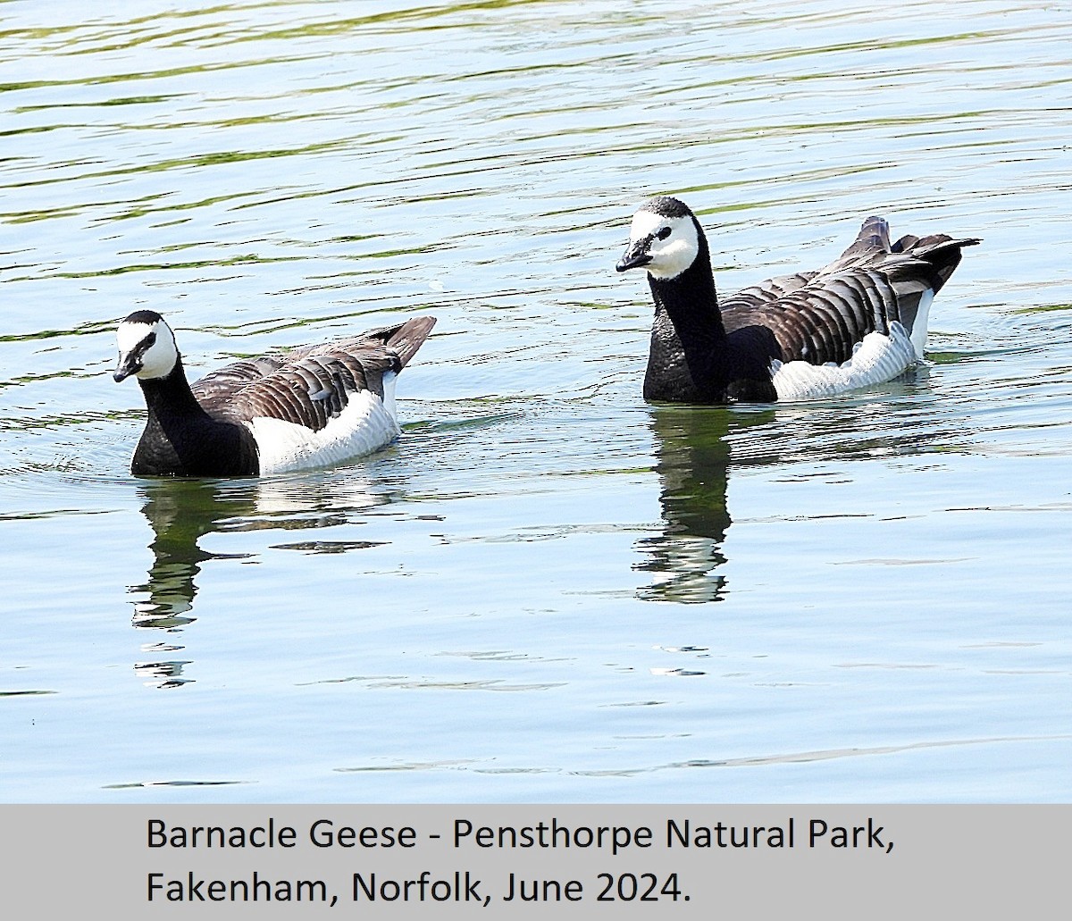 Barnacle Goose - ML620295072