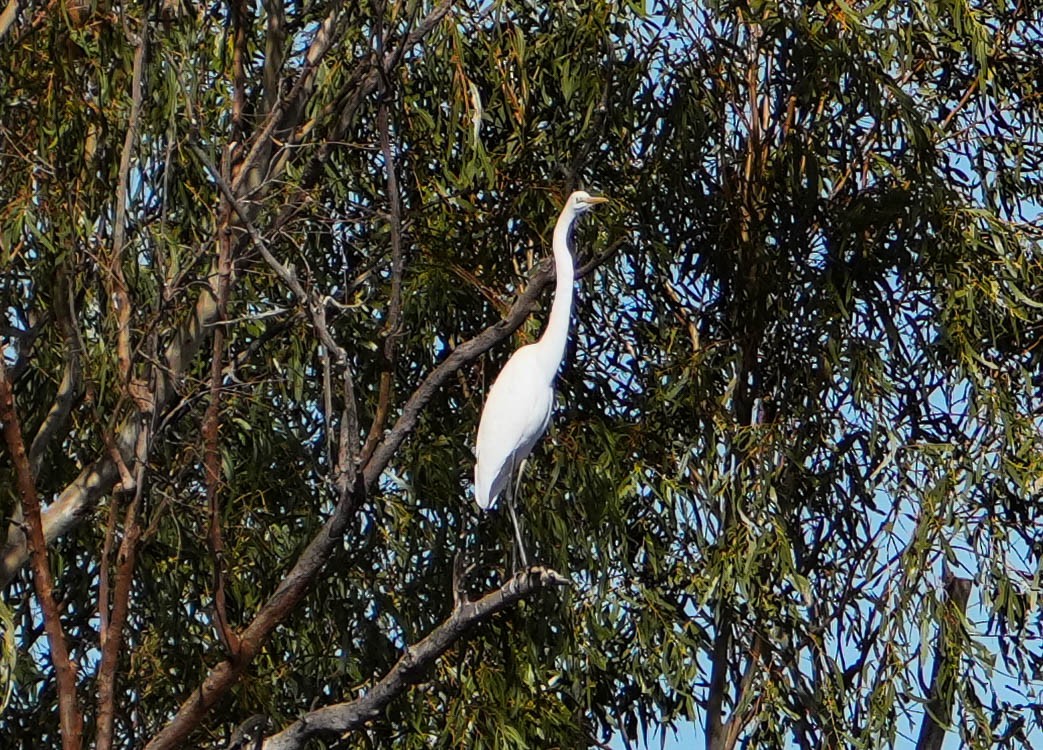 Great Egret - ML620295073