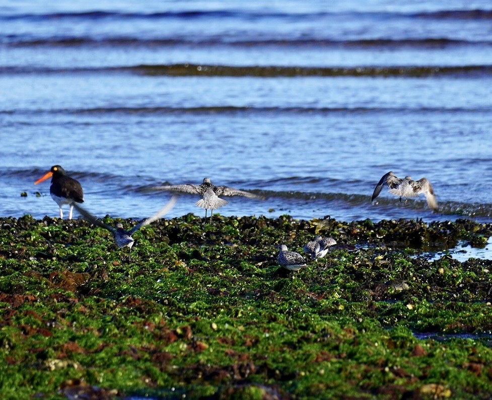 Red Knot - ML620295074