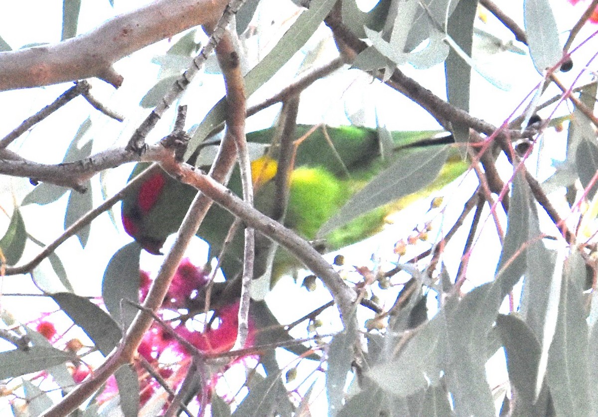 Musk Lorikeet - ML620295075