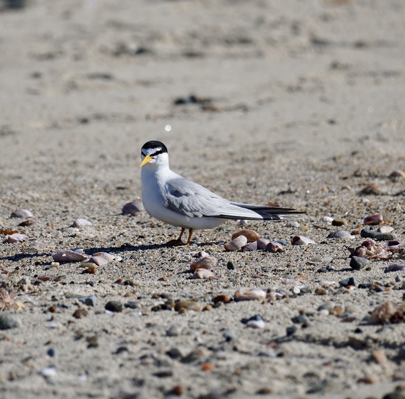 Least Tern - ML620295078