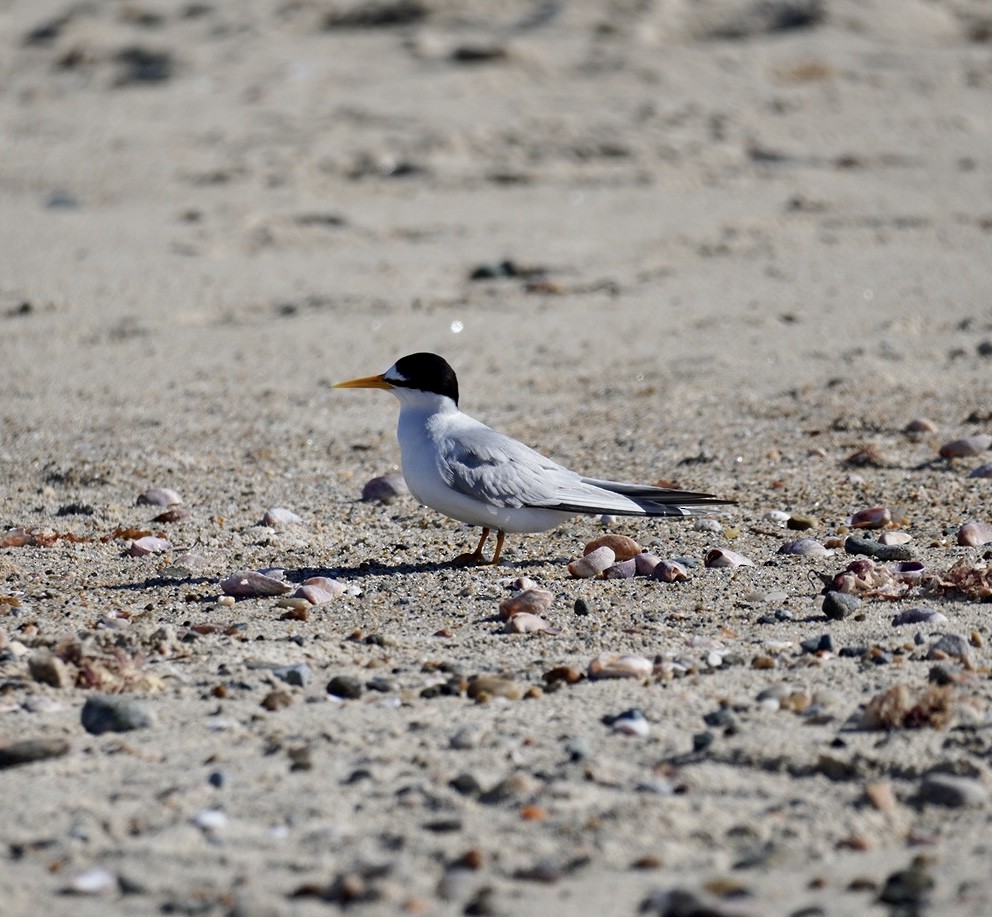 Least Tern - ML620295079