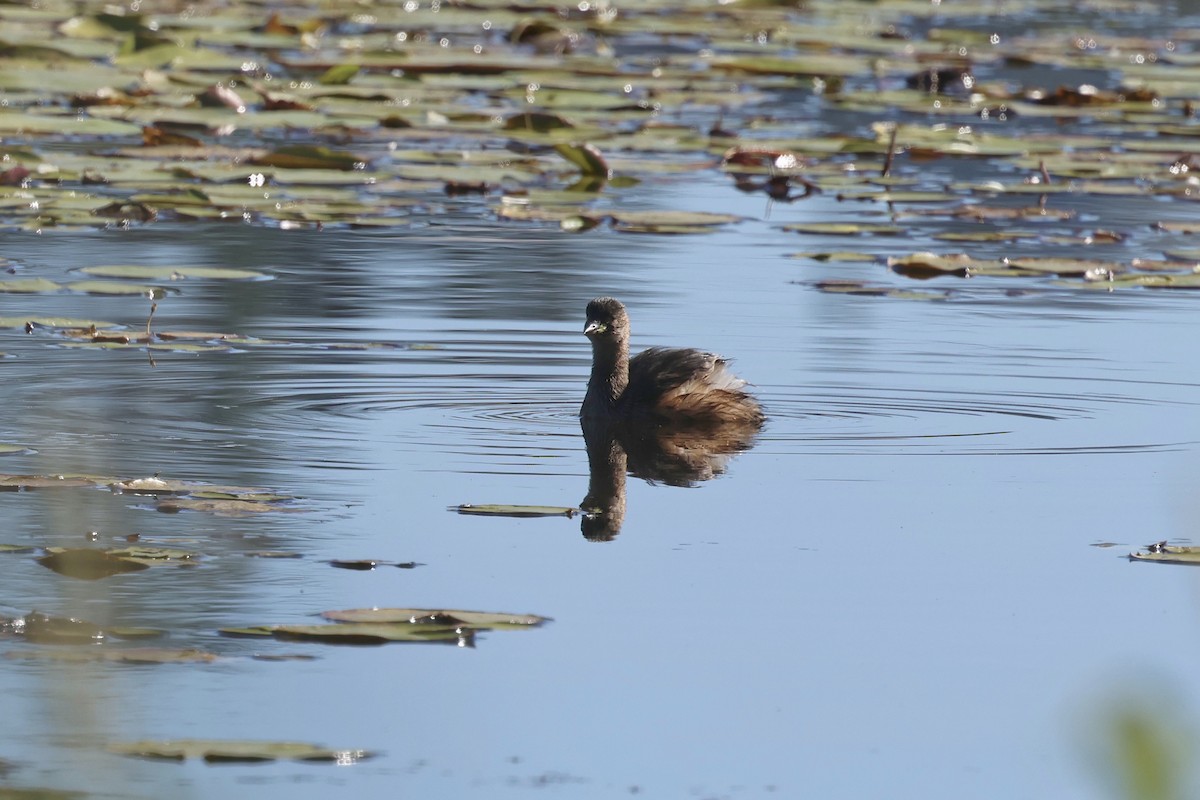 Australasian Grebe - ML620295082