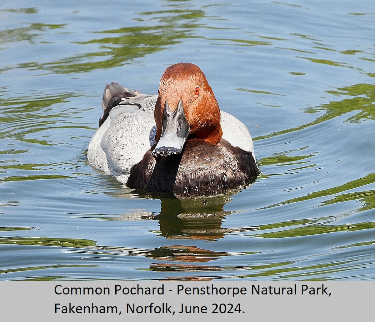 Common Pochard - ML620295084