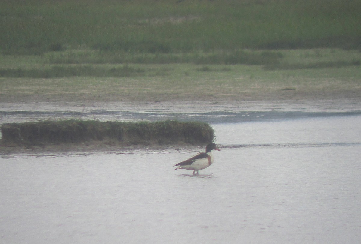 Common Shelduck - ML620295090