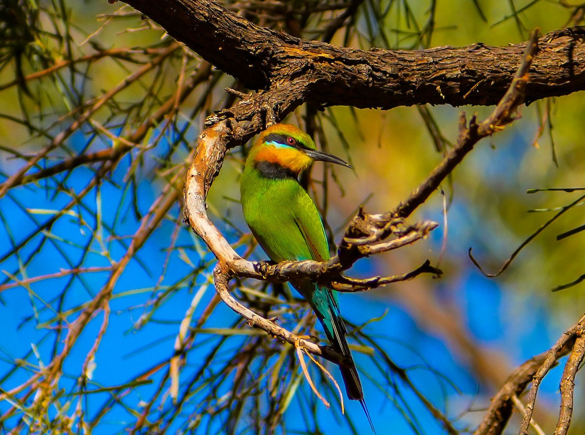 Rainbow Bee-eater - ML620295100