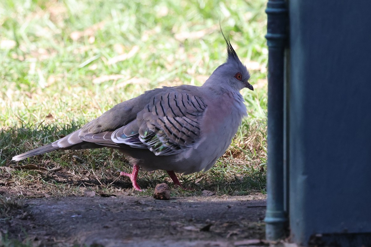 Crested Pigeon - ML620295103