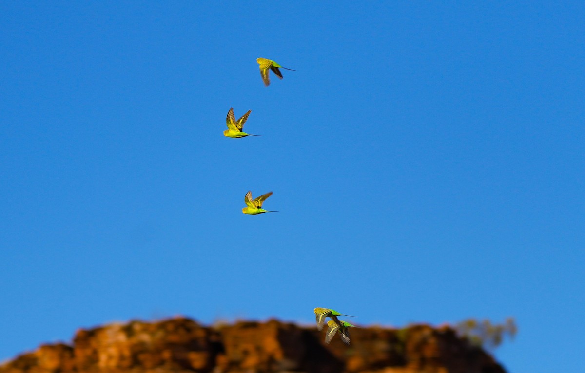 Budgerigar - ML620295105