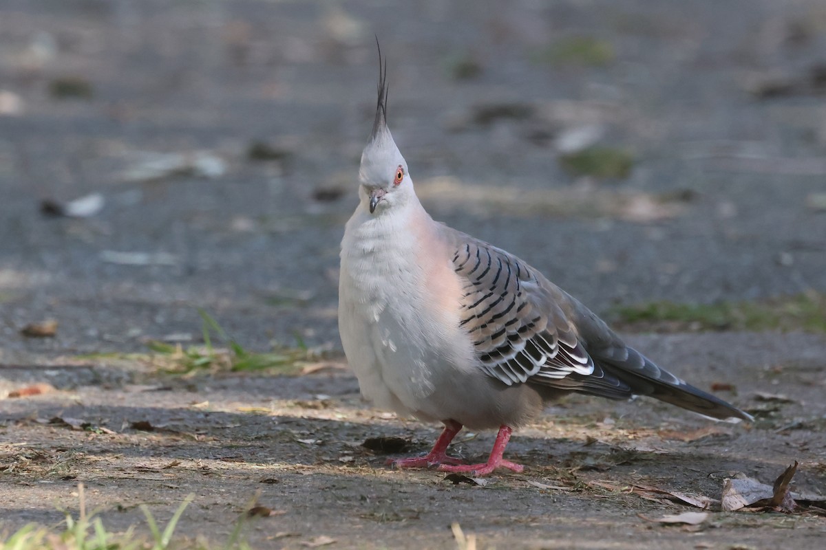 Crested Pigeon - ML620295106