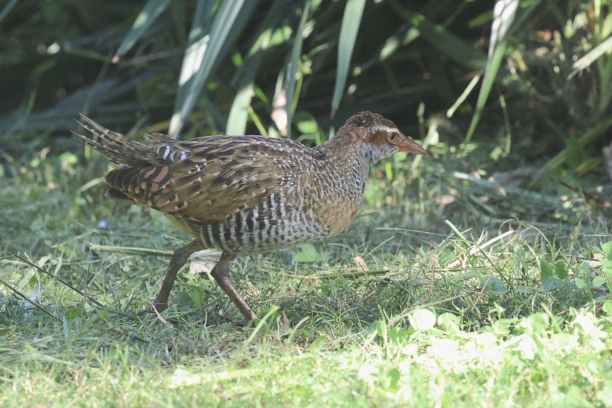 Buff-banded Rail - ML620295111