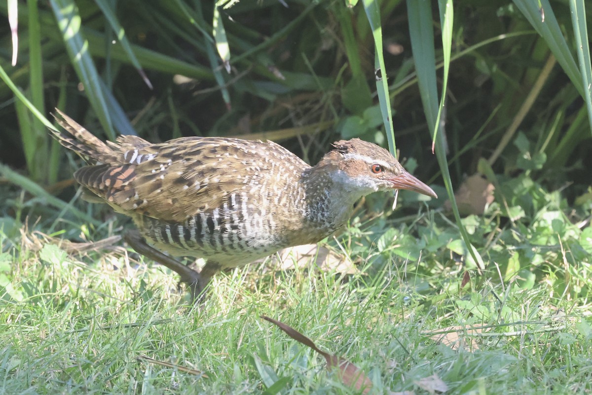 Buff-banded Rail - ML620295112