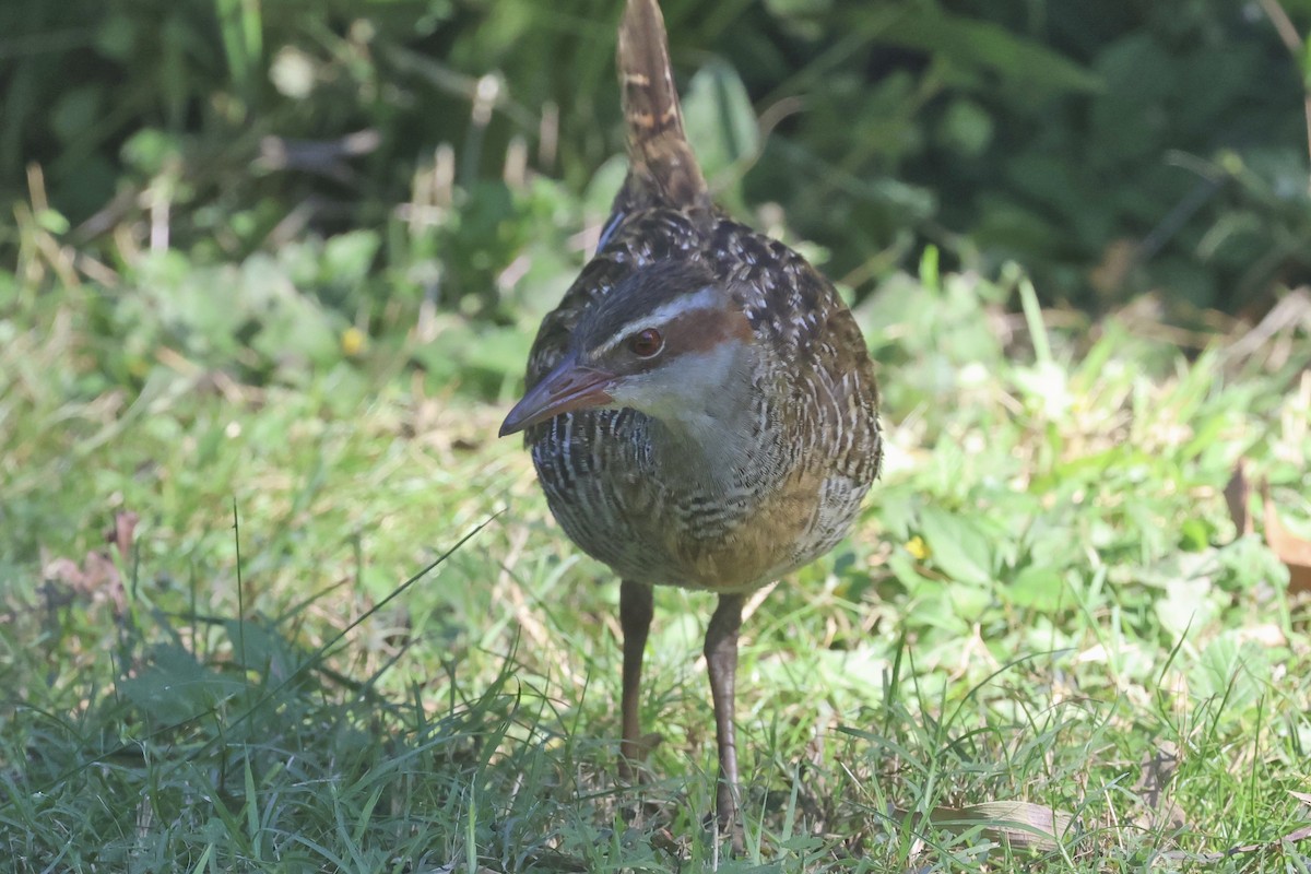 Buff-banded Rail - ML620295117