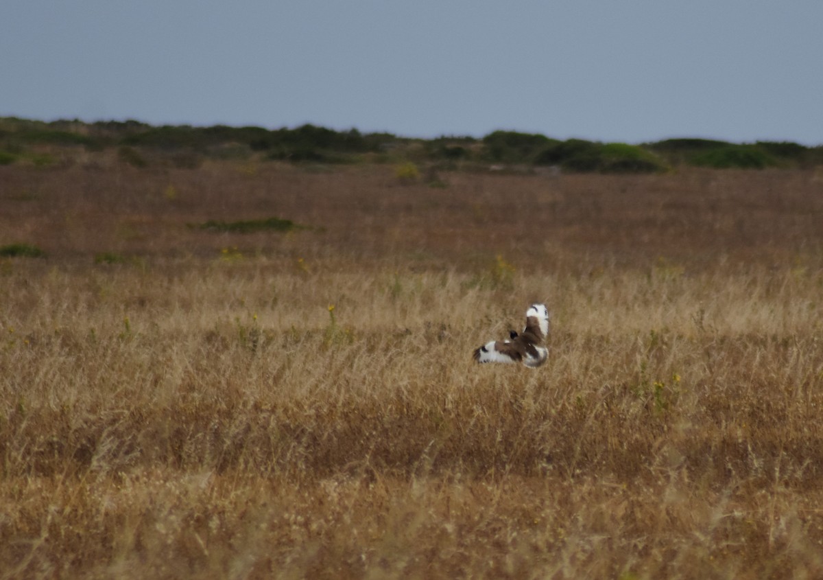 Little Bustard - ML620295124