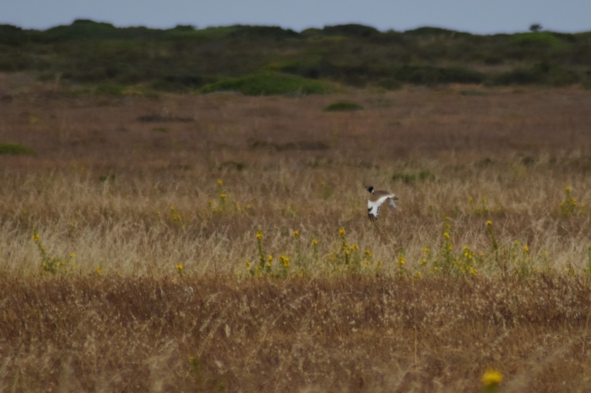 Little Bustard - ML620295125