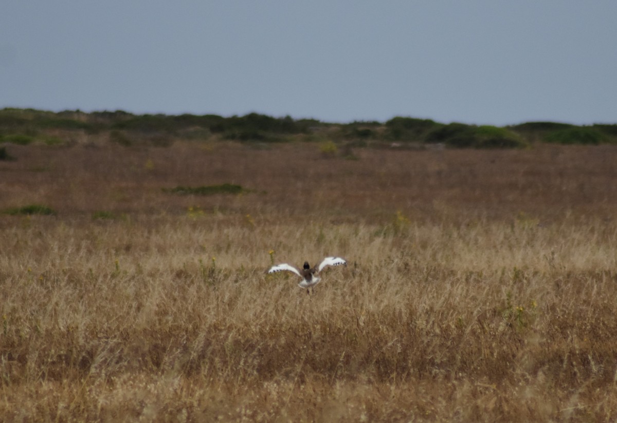 Little Bustard - ML620295127