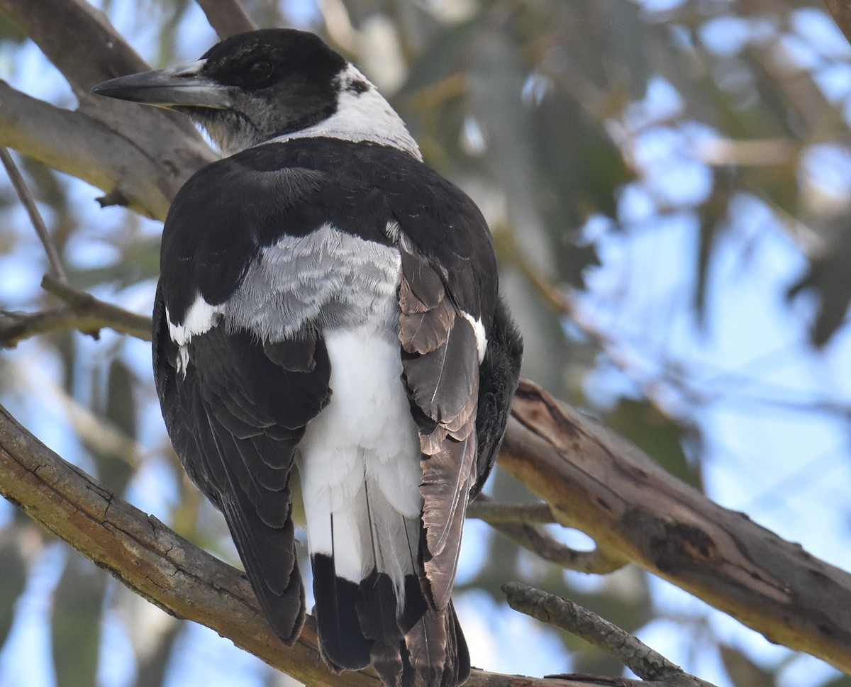 Australian Magpie - ML620295131