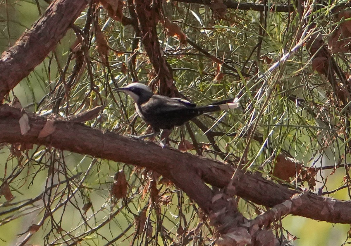 Gray-crowned Babbler - ML620295132