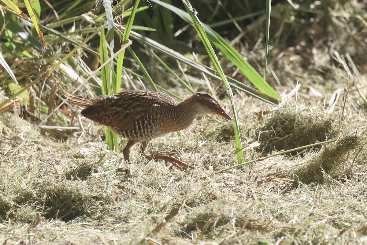 Buff-banded Rail - ML620295134