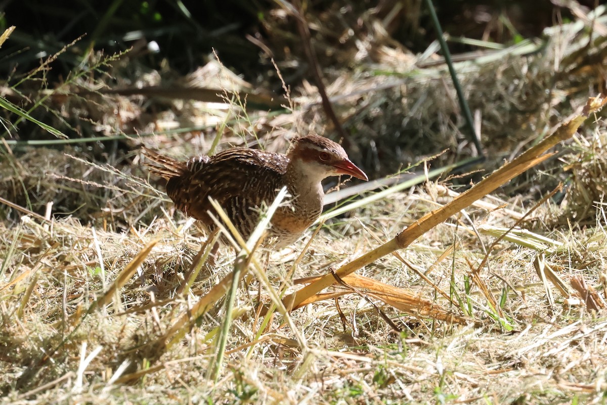 Buff-banded Rail - ML620295135