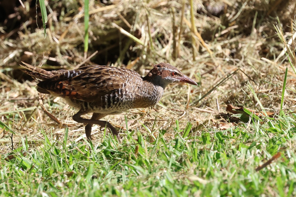 Buff-banded Rail - ML620295150