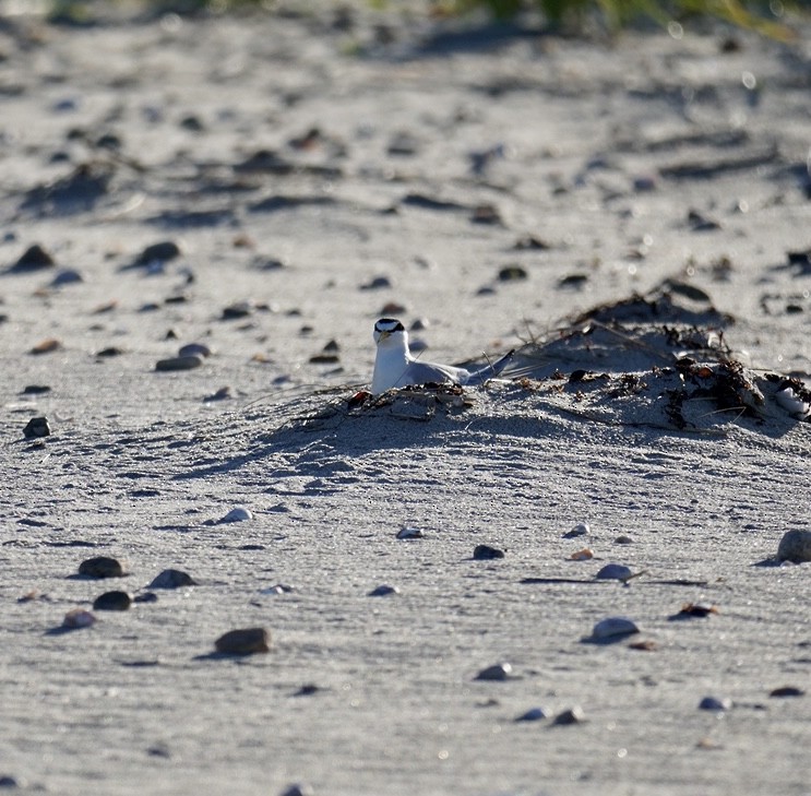 Least Tern - ML620295155